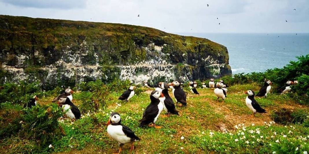 Şartları karşılayın burada huzurla yaşayın! Doğa tutkunları için biçilmiş kaftan: Gören bile hayran kalıyor! 5